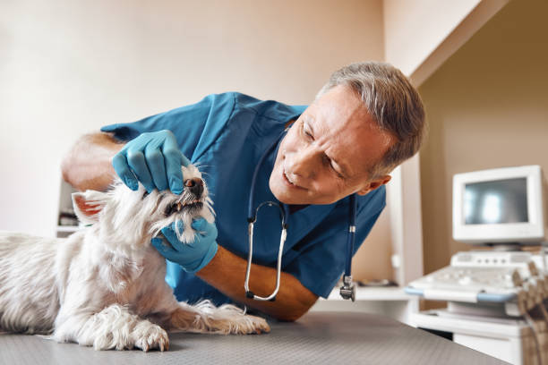 Best Emergency Tooth Extraction in Hortonville, WI